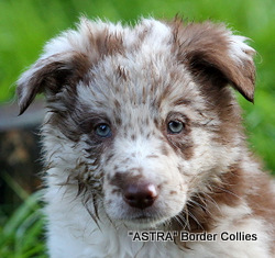 Red Merle Male, smooth to medium coat, border collie puppy